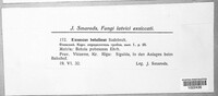 Taphrina betulina image